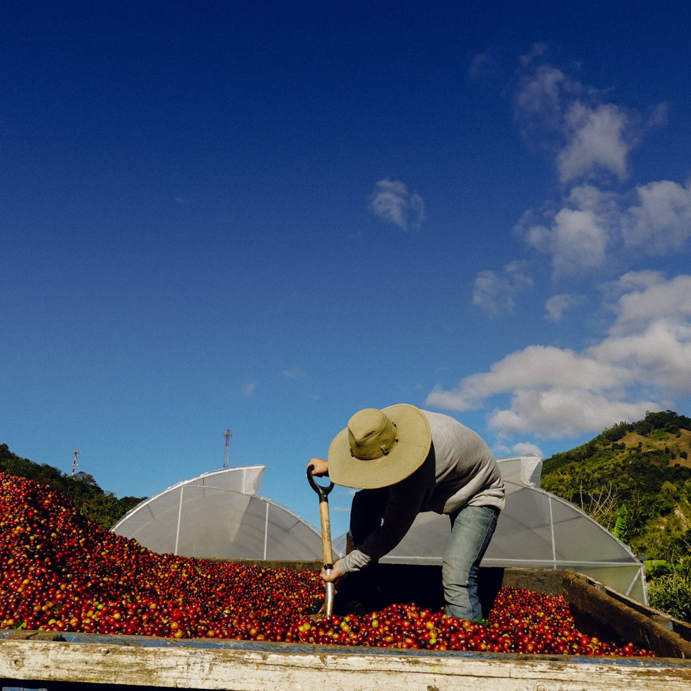 Archers Costa Rica Copey Red Catuai SF 22 Coffee