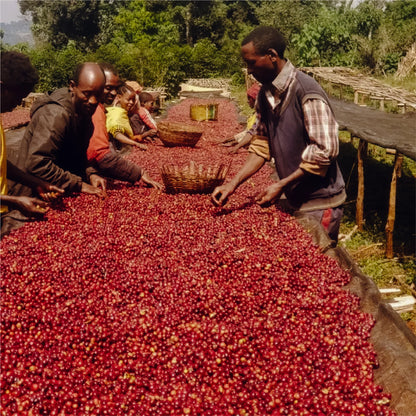 Archers Ethiopia Yirgacheffe Idido Coffee