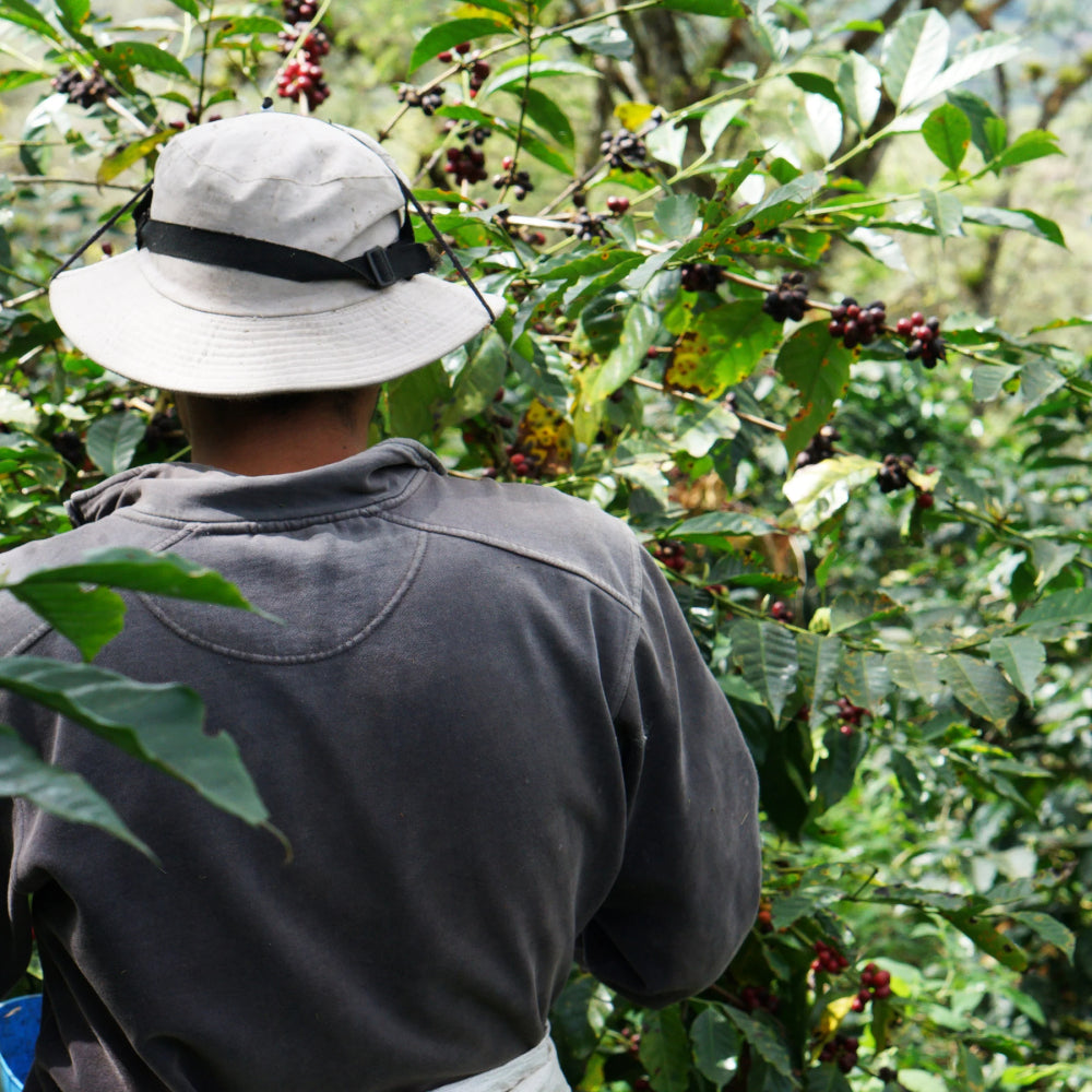 April Pillcocaja Ecuador Anaerobic Sidra Coffee