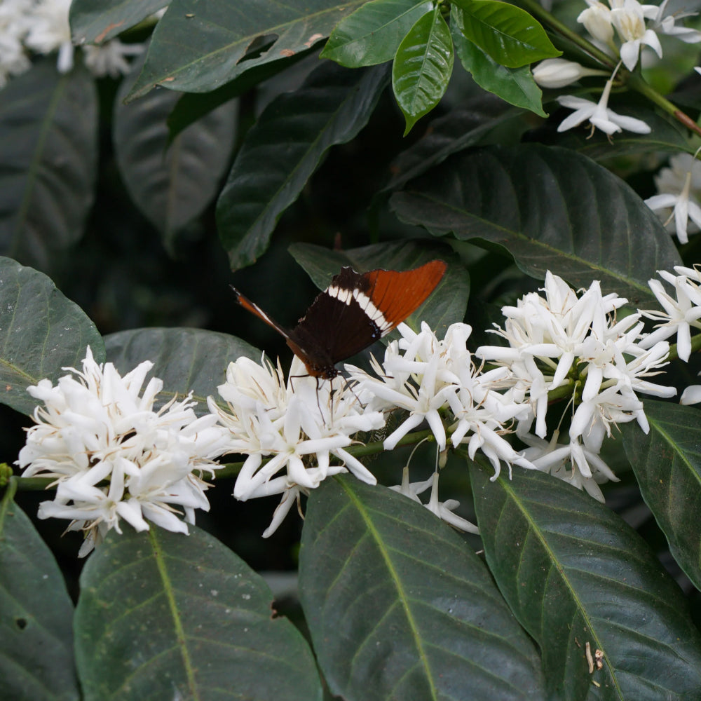 April Pillcocaja Ecuador Anaerobic Pacamara Coffee